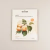 Premium Botanica Facial Mask - Plumping